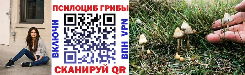 Галлюциногенные грибы Psilocybe Мариинский Посад